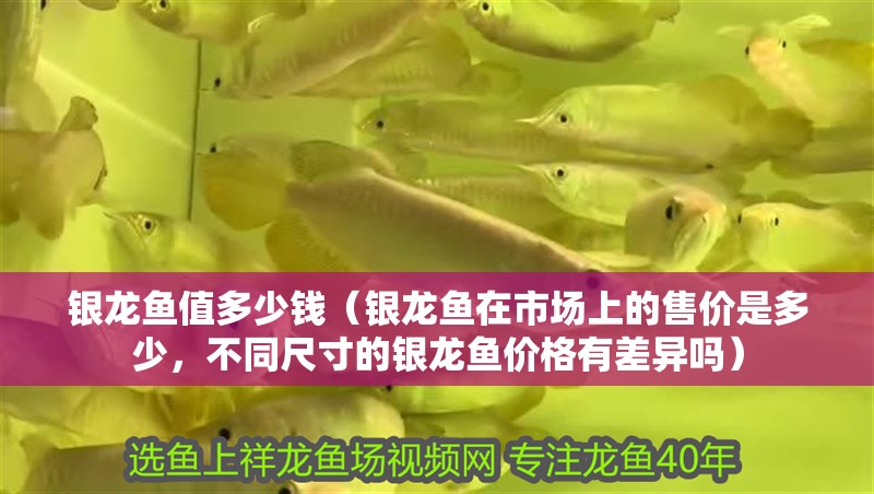 銀龍魚值多少錢（銀龍魚在市場上的售價是多少，不同尺寸的銀龍魚價格有差異嗎）