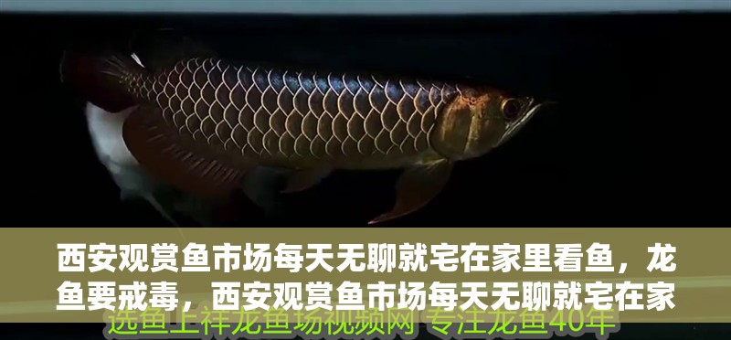 西安觀賞魚市場(chǎng)每天無(wú)聊就宅在家里看魚，龍魚要戒毒，西安觀賞魚市場(chǎng)每天無(wú)聊就宅在家里看魚,每天無(wú)聊就宅在家里看魚