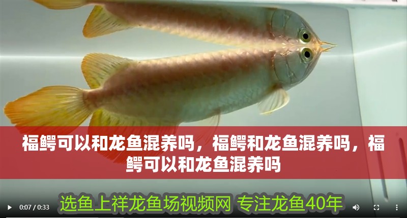 福鱷可以和龍魚混養嗎，福鱷和龍魚混養嗎，福鱷可以和龍魚混養嗎