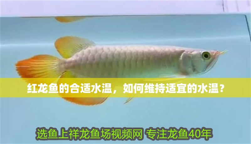 紅龍魚的合適水溫，如何維持適宜的水溫？