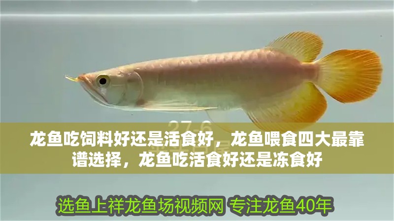 龍魚吃飼料好還是活食好，龍魚喂食四大最靠譜選擇，龍魚吃活食好還是凍食好