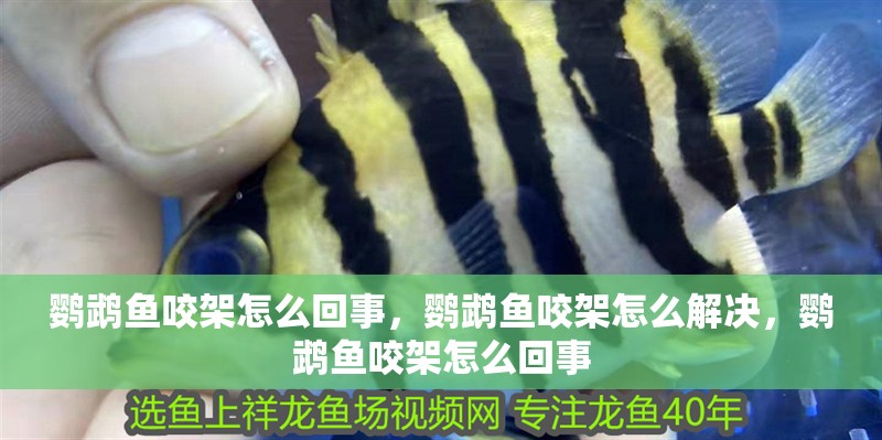 鸚鵡魚咬架怎么回事，鸚鵡魚咬架怎么解決，鸚鵡魚咬架怎么回事