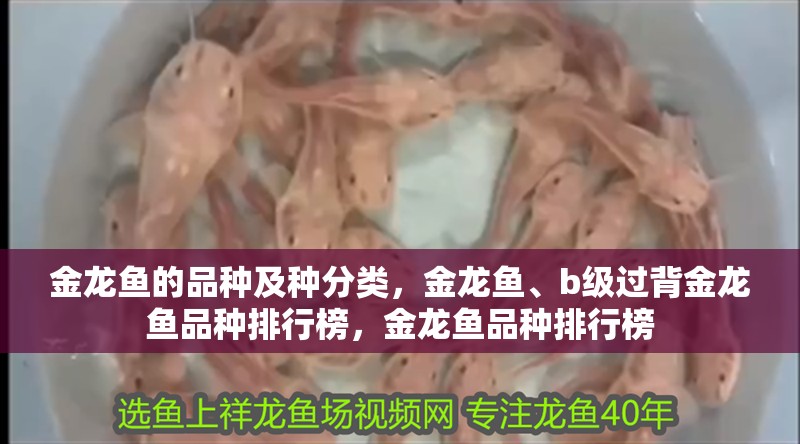 金龍魚的品種及種分類，金龍魚、b級過背金龍魚品種排行榜，金龍魚品種排行榜