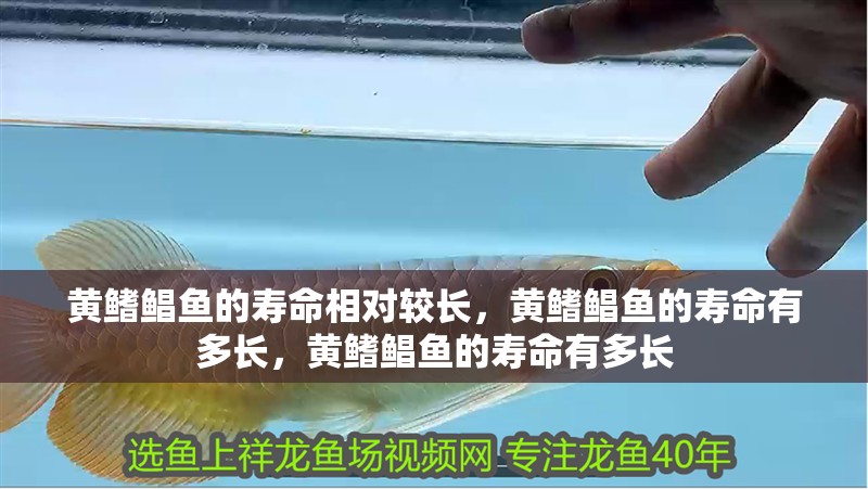 黃鰭鯧魚的壽命相對較長，黃鰭鯧魚的壽命有多長，黃鰭鯧魚的壽命有多長