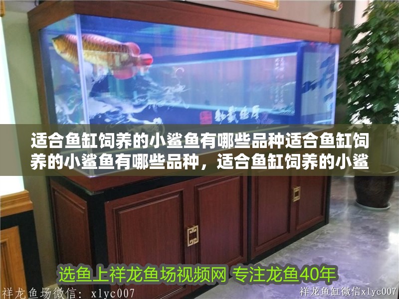 適合魚缸飼養的小鯊魚有哪些品種適合魚缸飼養的小鯊魚有哪些品種，適合魚缸飼養的小鯊魚