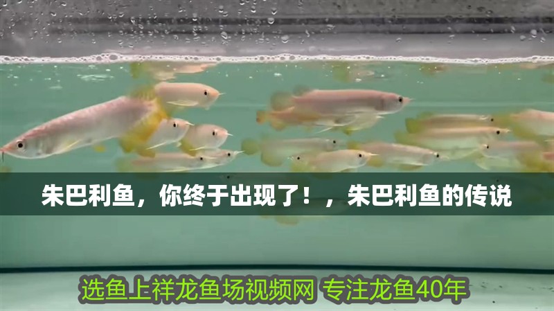 朱巴利魚，你終于出現了！，朱巴利魚的傳說