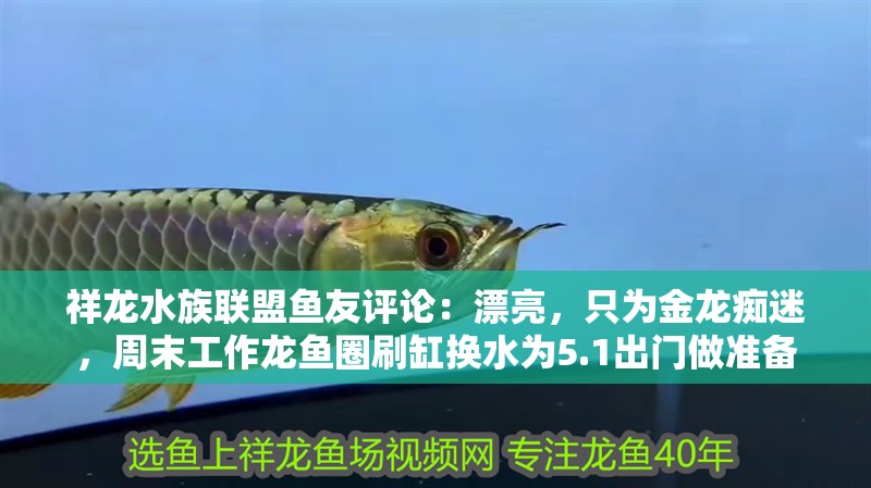 祥龍水族聯盟魚友評論：漂亮，只為金龍癡迷，周末工作龍魚圈刷缸換水為5.1出門做準備