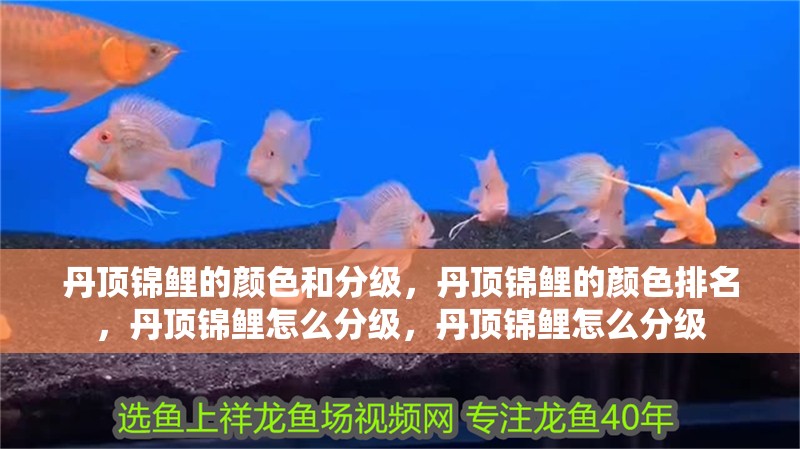 丹頂錦鯉的顏色和分級(jí)，丹頂錦鯉的顏色排名，丹頂錦鯉怎么分級(jí)，丹頂錦鯉怎么分級(jí)