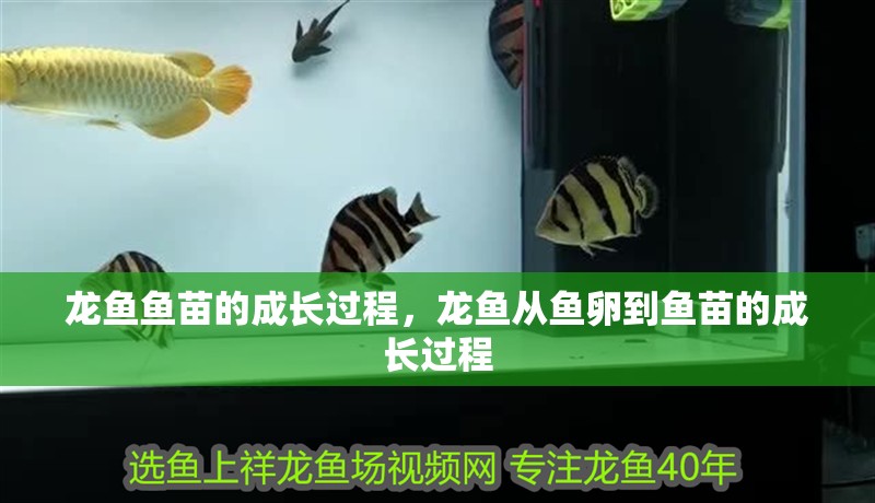 龍魚魚苗的成長過程，龍魚從魚卵到魚苗的成長過程