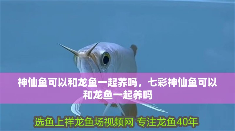 神仙魚可以和龍魚一起養嗎，七彩神仙魚可以和龍魚一起養嗎