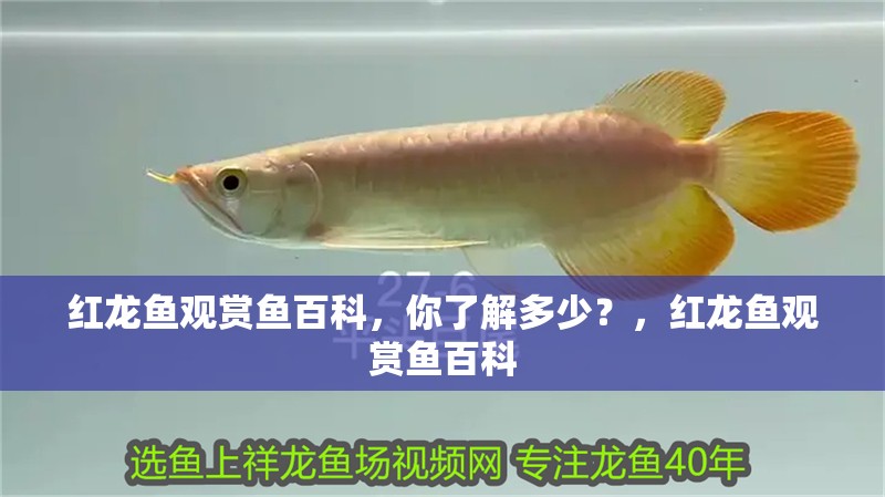 紅龍魚觀賞魚百科，你了解多少？，紅龍魚觀賞魚百科