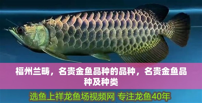 福州蘭疇，名貴金魚品種的品種，名貴金魚品種及種類