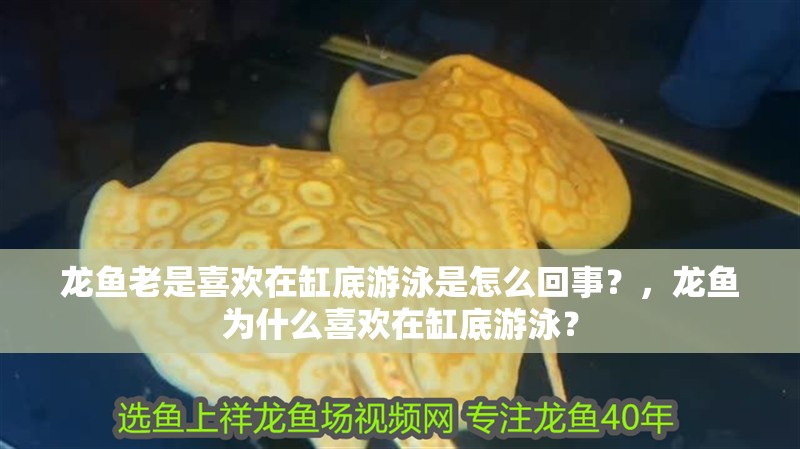 龍魚老是喜歡在缸底游泳是怎么回事？，龍魚為什么喜歡在缸底游泳？