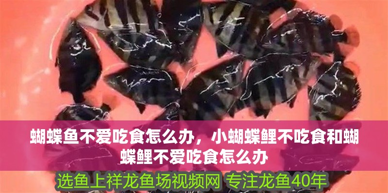 蝴蝶魚不愛吃食怎么辦，小蝴蝶鯉不吃食和蝴蝶鯉不愛吃食怎么辦