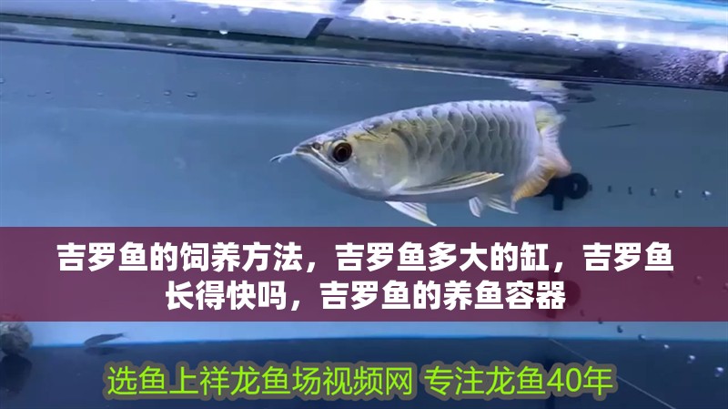 吉羅魚的飼養方法，吉羅魚多大的缸，吉羅魚長得快嗎，吉羅魚的養魚容器