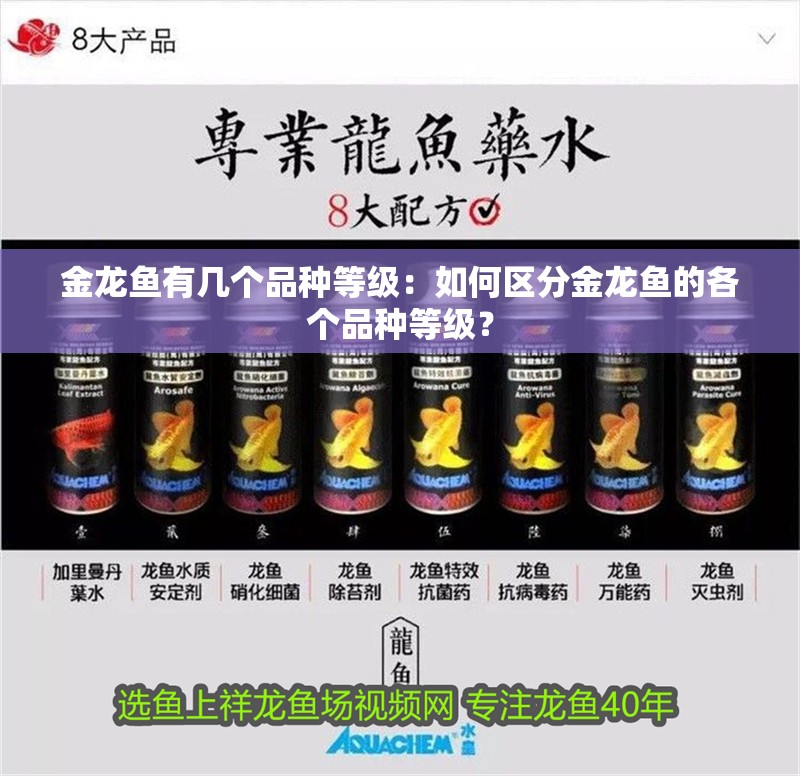 金龍魚有幾個品種等級：如何區分金龍魚的各個品種等級？