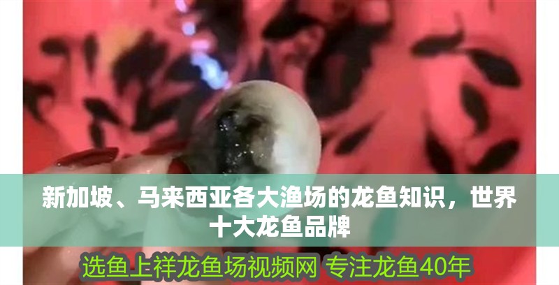 新加坡、馬來西亞各大漁場的龍魚知識，世界十大龍魚品牌