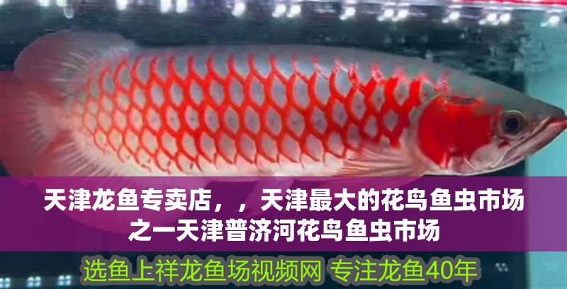 <strong><mark>天津</mark></strong>龍魚專賣店，，<strong><mark>天津</mark></strong>最大的花鳥魚蟲市場之一<strong><mark>天津</mark></strong>普濟(jì)河花鳥魚蟲市場