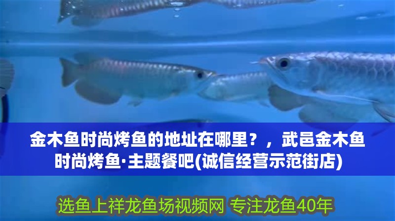金木魚時尚烤魚的地址在哪里？，武邑金木魚時尚烤魚·主題餐吧(誠信經(jīng)營示范街店)