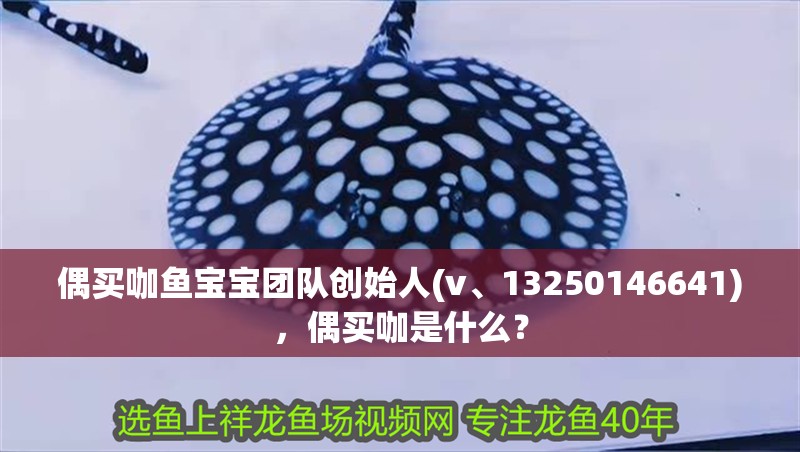 偶買咖魚寶寶團(tuán)隊創(chuàng)始人(v、13250146641)，偶買咖是什么？