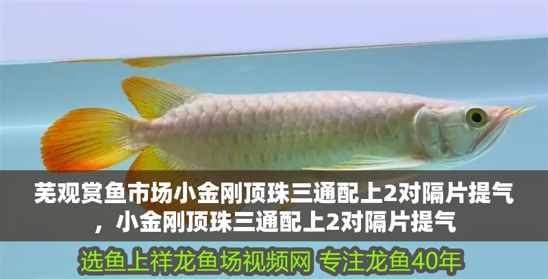 蕪觀賞魚市場小金剛頂珠三通配上2對隔片提氣，小金剛頂珠三通配上2對隔片提氣