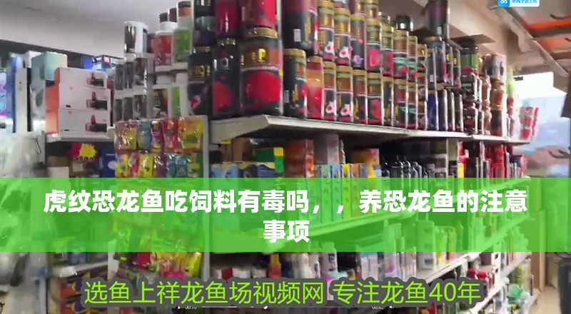 虎紋恐龍魚吃飼料有毒嗎，，養(yǎng)恐龍魚的注意事項