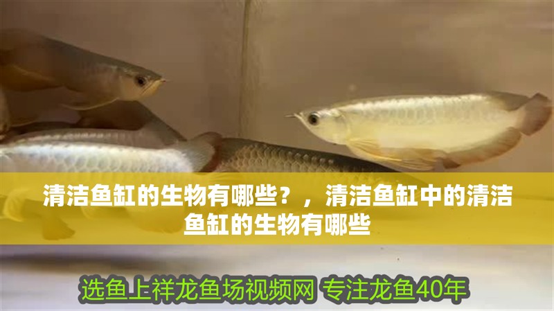 清潔魚缸的生物有哪些？，清潔魚缸中的清潔魚缸的生物有哪些