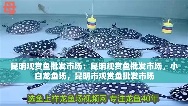 昆明觀賞魚批發(fā)市場(chǎng)：昆明觀賞魚批發(fā)市場(chǎng)，小白龍魚場(chǎng)，昆明市觀賞魚批發(fā)市場(chǎng)