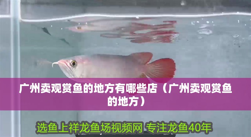 廣州賣觀賞魚的地方有哪些店（廣州賣觀賞魚的地方）
