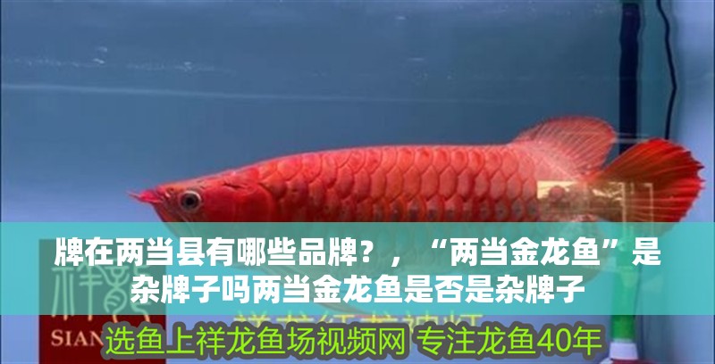 牌在兩當(dāng)縣有哪些品牌？，“兩當(dāng)金龍魚”是雜牌子嗎兩當(dāng)金龍魚是否是雜牌子