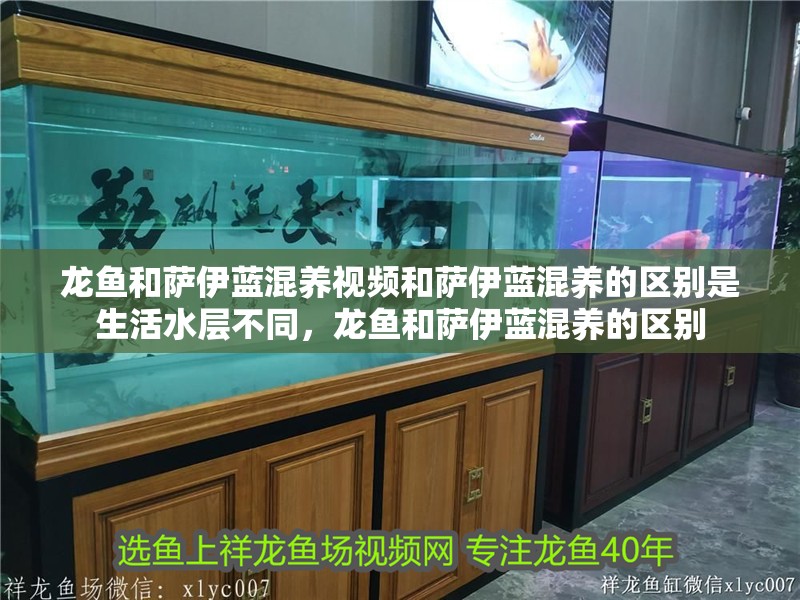 龍魚和薩伊藍混養(yǎng)視頻和薩伊藍混養(yǎng)的區(qū)別是生活水層不同，龍魚和薩伊藍混養(yǎng)的區(qū)別