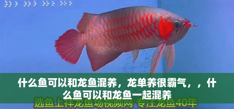 什么魚可以和龍魚混養，龍單養很霸氣，，什么魚可以和龍魚一起混養