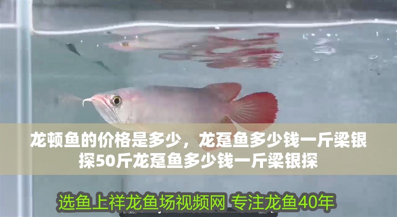 龍頓魚的價格是多少，龍躉魚多少錢一斤梁銀探50斤龍躉魚多少錢一斤梁銀探