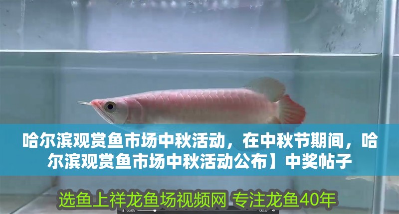 哈爾濱觀賞魚市場中秋活動，在中秋節(jié)期間，哈爾濱觀賞魚市場中秋活動公布】中獎帖子