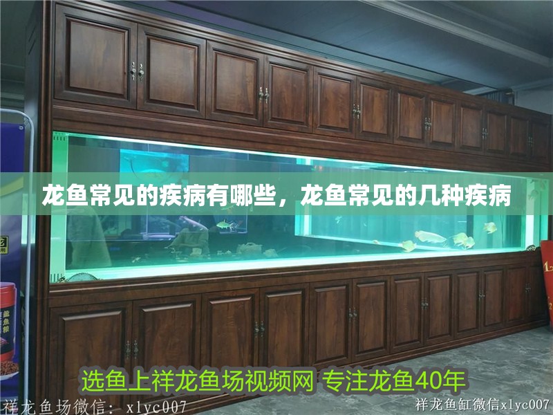龍魚常見的疾病有哪些，龍魚常見的幾種疾病