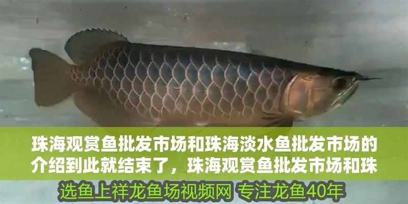 珠海觀賞魚批發市場和珠海淡水魚批發市場的介紹到此就結束了，珠海觀賞魚批發市場和珠海淡水魚批發市場