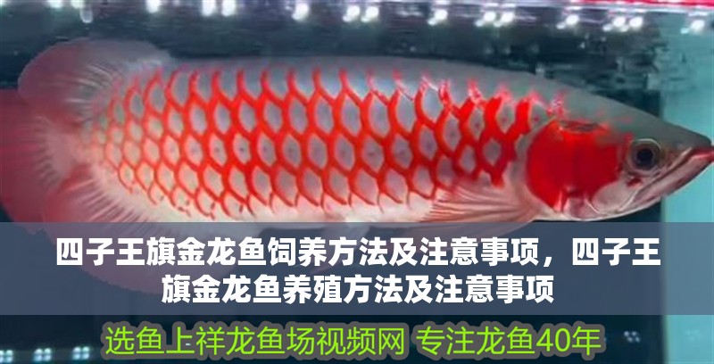 四子王旗金龍魚(yú)飼養(yǎng)方法及注意事項(xiàng)，四子王旗金龍魚(yú)養(yǎng)殖方法及注意事項(xiàng)