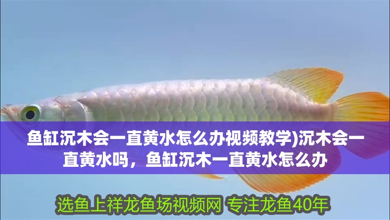 魚缸沉木會一直黃水怎么辦視頻教學)沉木會一直黃水嗎，魚缸沉木一直黃水怎么辦