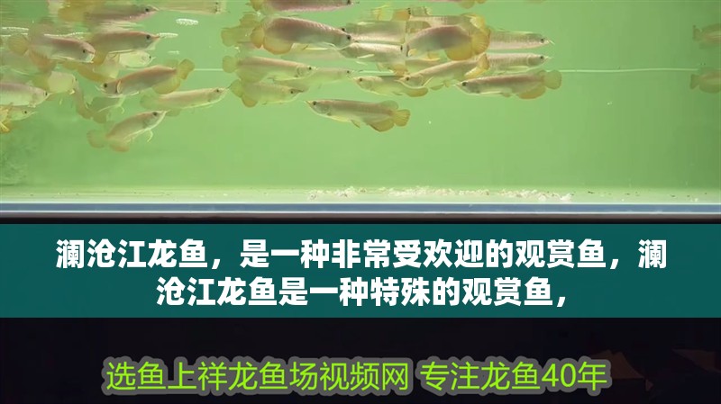 瀾滄江龍魚，是一種非常受歡迎的觀賞魚，瀾滄江龍魚是一種特殊的觀賞魚，