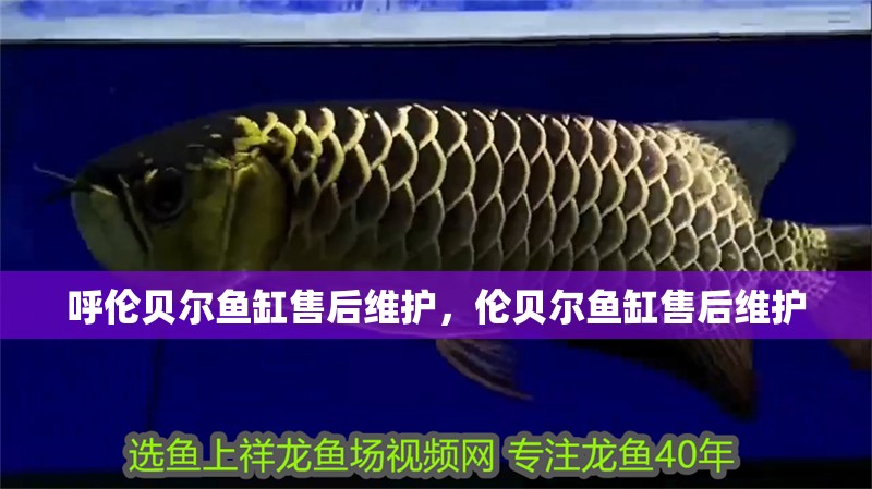 呼倫貝爾魚缸售后維護，倫貝爾魚缸售后維護