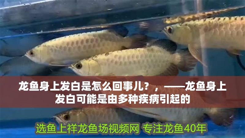 龍魚身上發白是怎么回事兒？，——龍魚身上發白可能是由多種疾病引起的