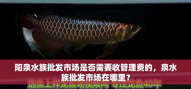 陽泉水族批發(fā)市場是否需要收管理費(fèi)的，泉水族批發(fā)市場在哪里？