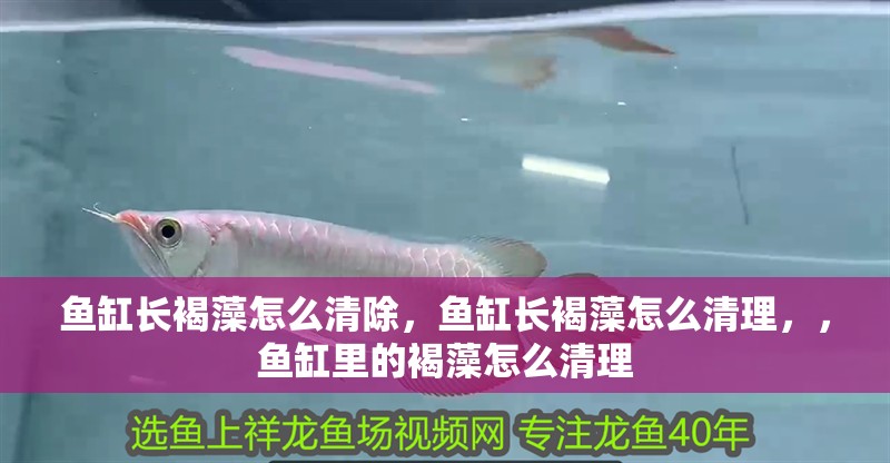 魚缸長褐藻怎么清除，魚缸長褐藻怎么清理，，魚缸里的褐藻怎么清理
