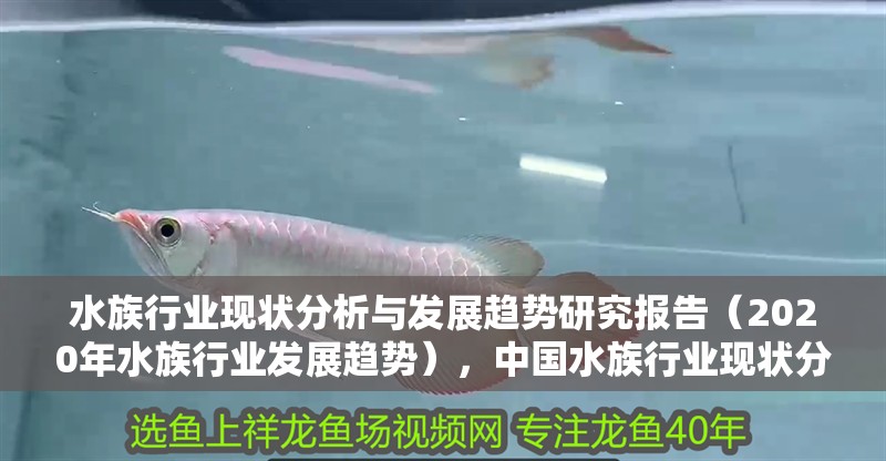 水族行業現狀分析與發展趨勢研究報告（2020年水族行業發展趨勢），中國水族行業現狀分析與發展趨勢研究報告（2020年水族行業發展趨勢）