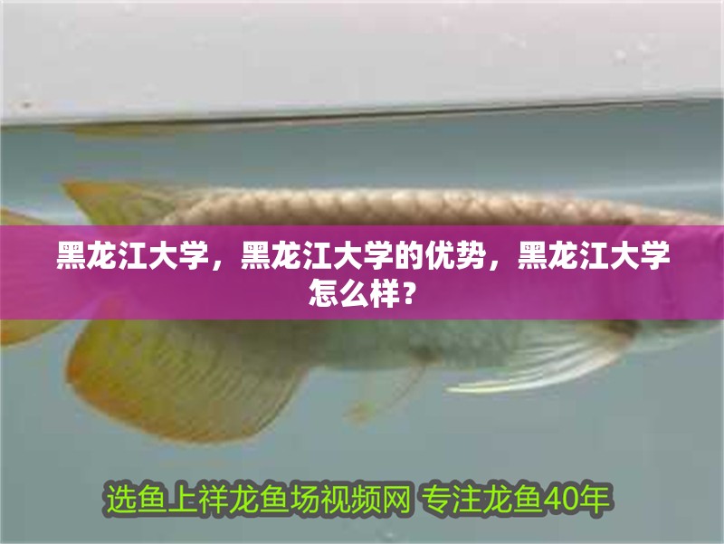 黑龍江大學，黑龍江大學的優勢，黑龍江大學怎么樣？