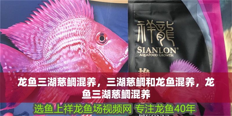 龍魚(yú)三湖慈鯛混養(yǎng)，三湖慈鯛和龍魚(yú)混養(yǎng)，龍魚(yú)三湖慈鯛混養(yǎng)