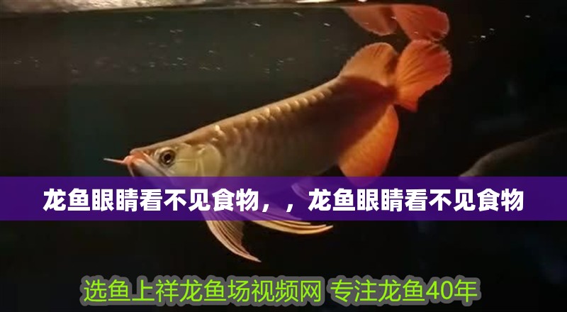 龍魚眼睛看不見食物，，龍魚眼睛看不見食物