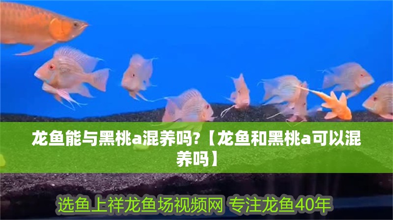 龍魚能與黑桃a混養嗎?【龍魚和黑桃a可以混養嗎】