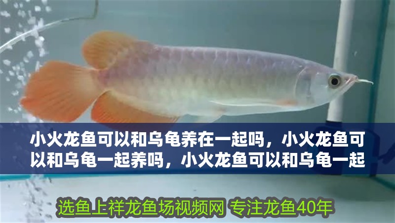小火龍魚可以和烏龜養在一起嗎，小火龍魚可以和烏龜一起養嗎，小火龍魚可以和烏龜一起養在一起嗎