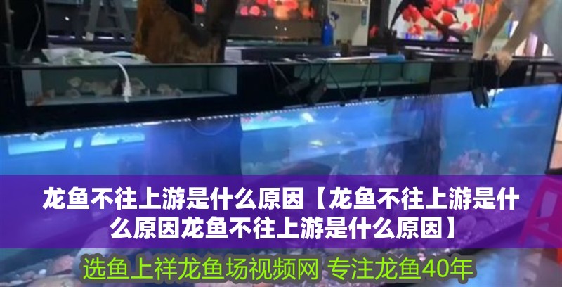 龍魚(yú)不往上游是什么原因【龍魚(yú)不往上游是什么原因龍魚(yú)不往上游是什么原因】